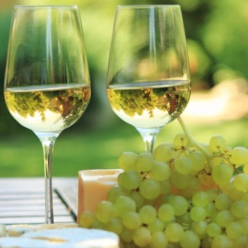 From Vine to Wine: Food & Wine Pairing Basics