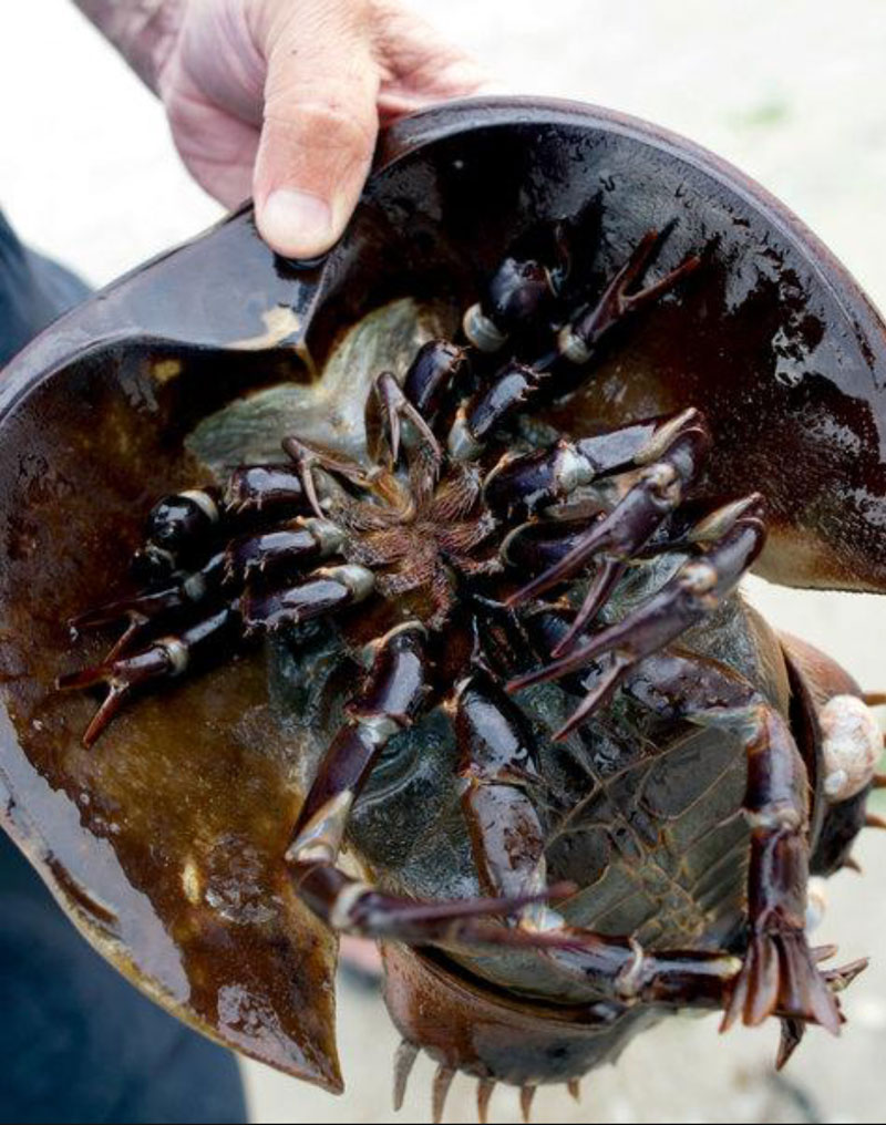 Pink Bows Baby Bubble — The Horseshoe Crab