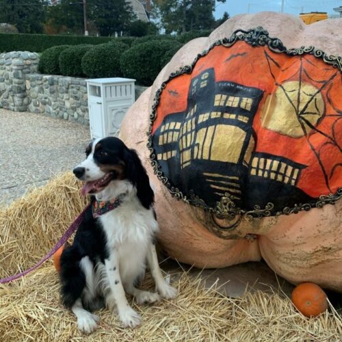 Howlween Yappy Hour Bash