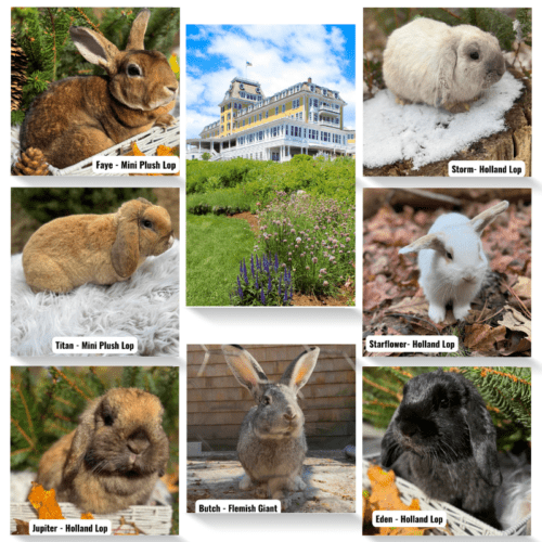 Bunnies at Ocean House with Starflower Bunny Farm